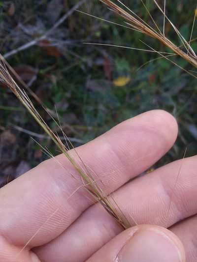 Aristida palustris, photographed by Will McFarland