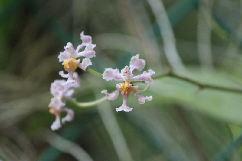 Trichocentrum andrewsiae, photographed by José Belem Hernández Díaz