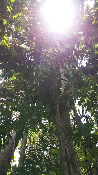 Dypsis confusa, photographed by Romer N. Rabarijaona