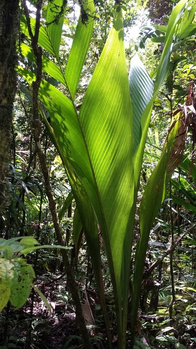 Marojejya darianii, photographed by Romer N. Rabarijaona