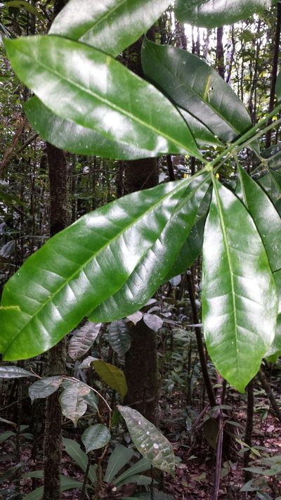 Melicope magnifolia, photographed by Romer N. Rabarijaona