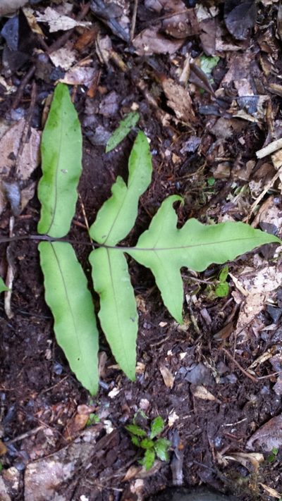 Blotiella pubescens, photographed by Romer N. Rabarijaona