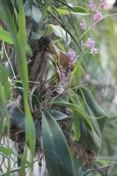 Trichocentrum andrewsiae, photographed by José Belem Hernández Díaz