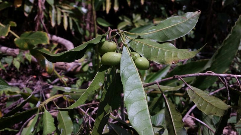 Micronychia tsiramiramy, photographed by Romer N. Rabarijaona