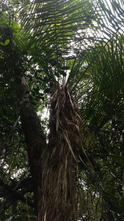 Vonitra fibrosa, photographed by Romer N. Rabarijaona