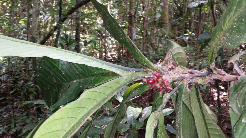 Mammea zeereae, photographed by Romer N. Rabarijaona