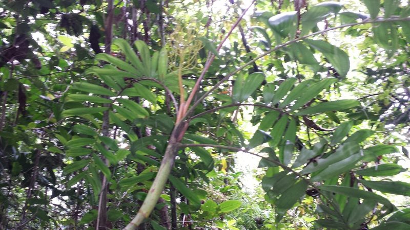Dypsis confusa, photographed by Romer N. Rabarijaona