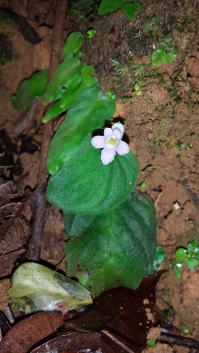 Streptocarpus brevistamineus, photographed by Romer N. Rabarijaona