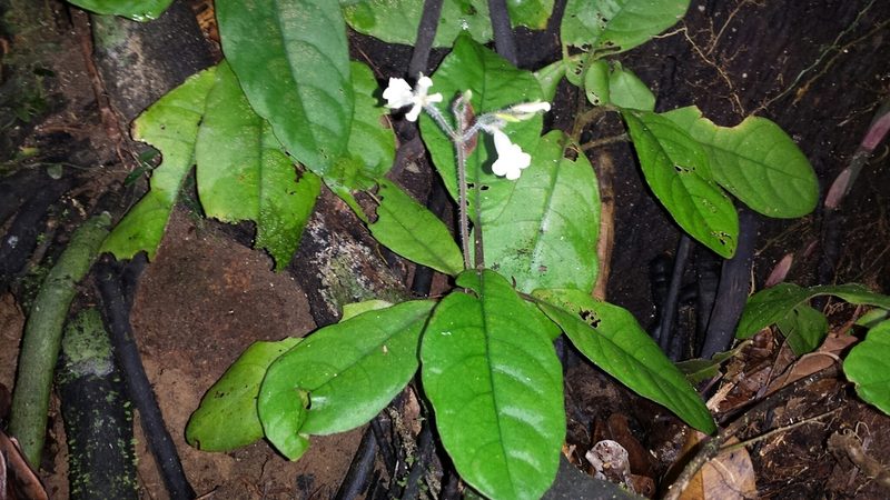 Podorungia gesnerioides, photographed by Romer N. Rabarijaona