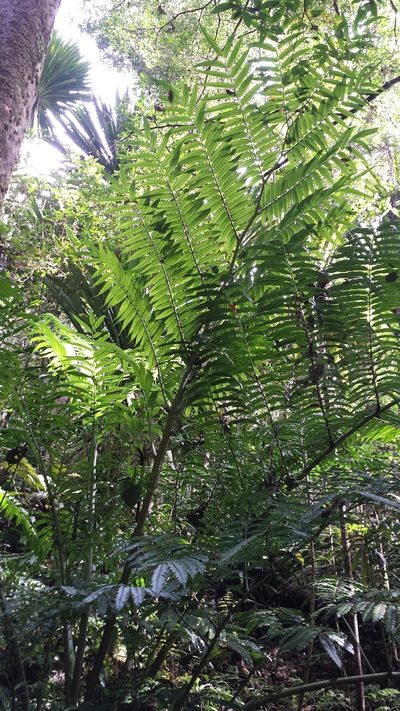 Angiopteris madagascariensis, photographed by Romer N. Rabarijaona