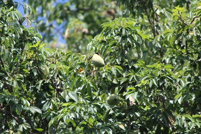 Ceiba schottii, photographed by José Belem Hernández Díaz
