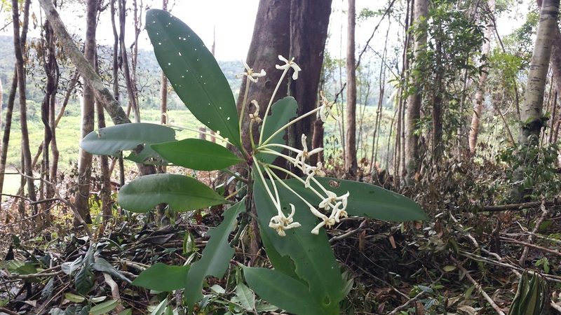 Ixora masoalensis, photographed by Romer N. Rabarijaona