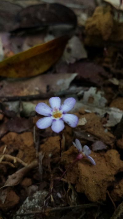 Geosiris aphylla, photographed by Romer N. Rabarijaona