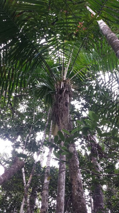 Vonitra fibrosa, photographed by Romer N. Rabarijaona