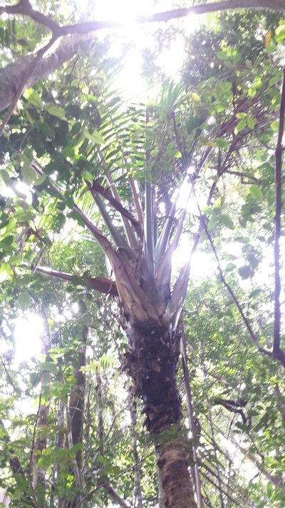 Masoala madagascariensis, photographed by Romer N. Rabarijaona