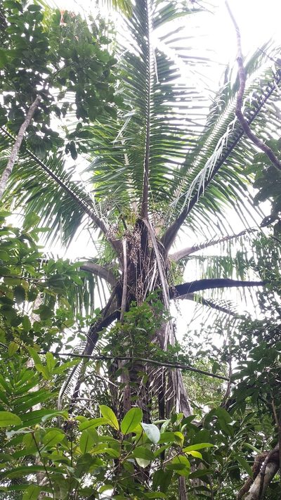 Voanioala gerardii, photographed by Romer N. Rabarijaona
