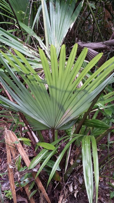 Satranala decussilvae, photographed by Romer N. Rabarijaona