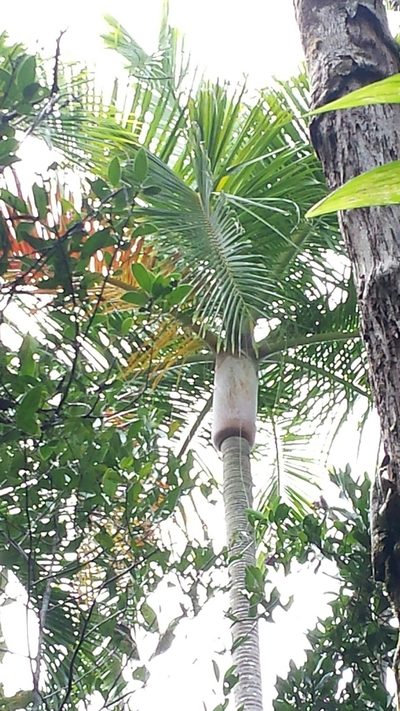 Chrysalidocarpus carlsmithii, photographed by Romer N. Rabarijaona