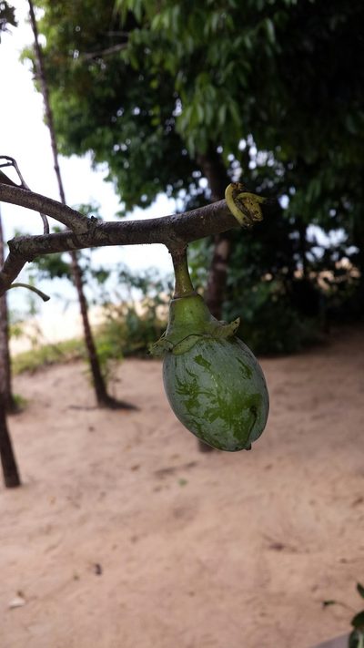 Diospyros squamosa, photographed by Romer N. Rabarijaona