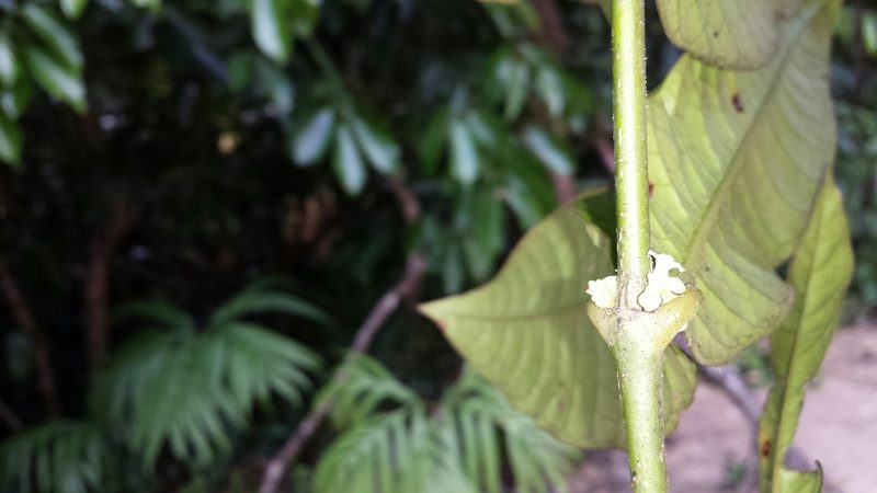 Saldinia longistipulata, photographed by Romer N. Rabarijaona