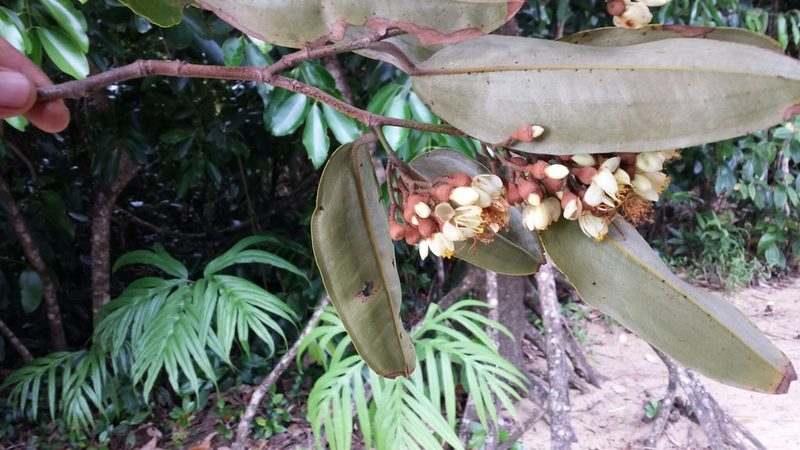 Sarcolaena multiflora, photographed by Romer N. Rabarijaona