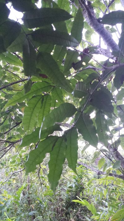 Sorindeia madagascariensis, photographed by Romer N. Rabarijaona