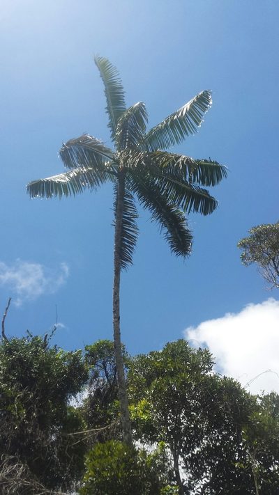 Chrysalidocarpus lastellianus, photographed by Romer N. Rabarijaona