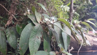 Sabicea diversifolia, photographed by Romer N. Rabarijaona