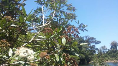 Nuxia involucrata, photographed by Romer N. Rabarijaona