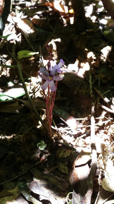 Geosiris aphylla, photographed by Romer N. Rabarijaona