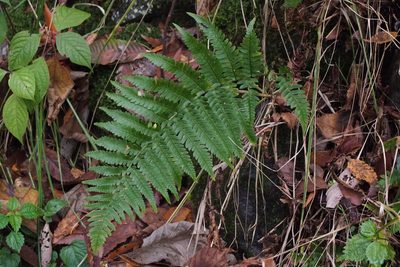 Dryopteris uniformis, photographed by harum.koh