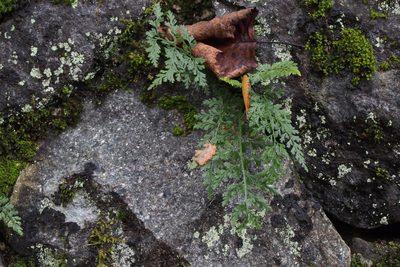 Asplenium wilfordii, photographed by harum.koh