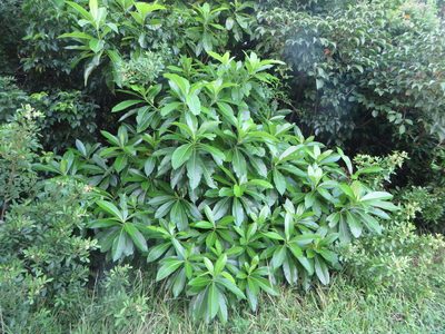 Alstonia macrophylla, photographed by Ben Machado