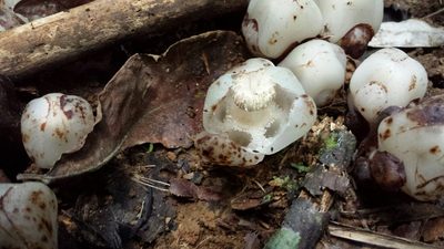 Cytinus baronii, photographed by Romer N. Rabarijaona