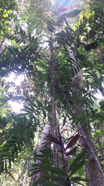 Dypsis confusa, photographed by Romer N. Rabarijaona