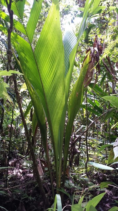 Marojejya darianii, photographed by Romer N. Rabarijaona