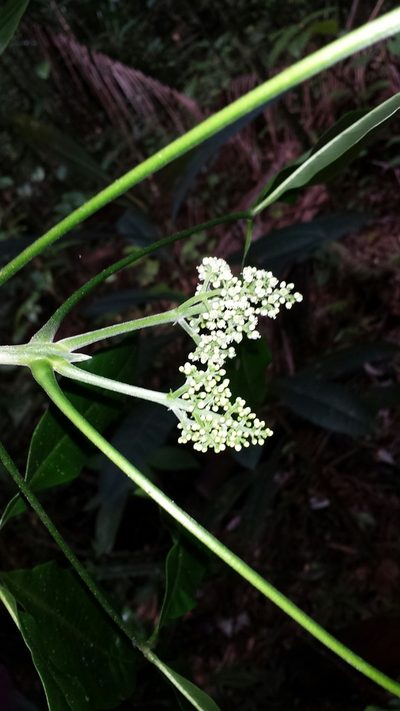 Melicope magnifolia, photographed by Romer N. Rabarijaona