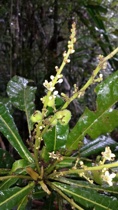 Argomuellera gigantea, photographed by Romer N. Rabarijaona