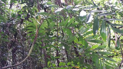 Dypsis confusa, photographed by Romer N. Rabarijaona