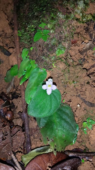 Streptocarpus brevistamineus, photographed by Romer N. Rabarijaona