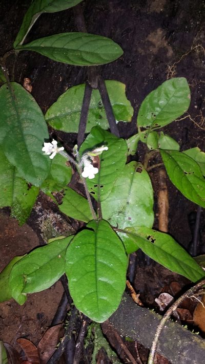 Podorungia gesnerioides, photographed by Romer N. Rabarijaona