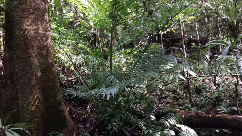 Angiopteris madagascariensis, photographed by Romer N. Rabarijaona