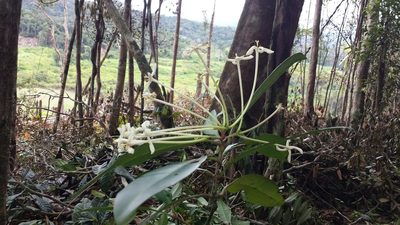 Ixora masoalensis, photographed by Romer N. Rabarijaona