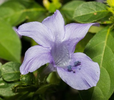 Barleria cristata, photographed by portioid
