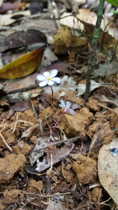 Geosiris aphylla, photographed by Romer N. Rabarijaona