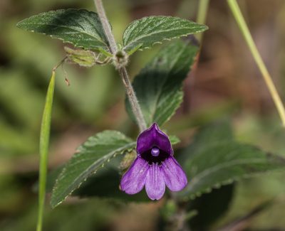 Adenosma glutinosa, photographed by portioid