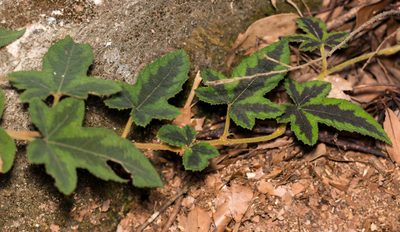 Rubus reflexus, photographed by portioid