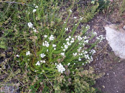Selago fruticosa, photographed by Chris Vynbos