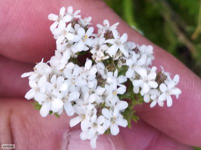 Selago fruticosa, photographed by Chris Vynbos