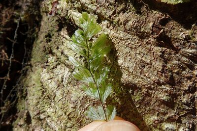 Hymenophyllum revolutum, photographed by John Barkla